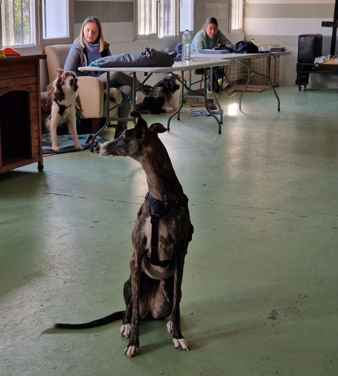 Perro con arnés en H en el aula práctica de las instalaciones de Ciudadano Can