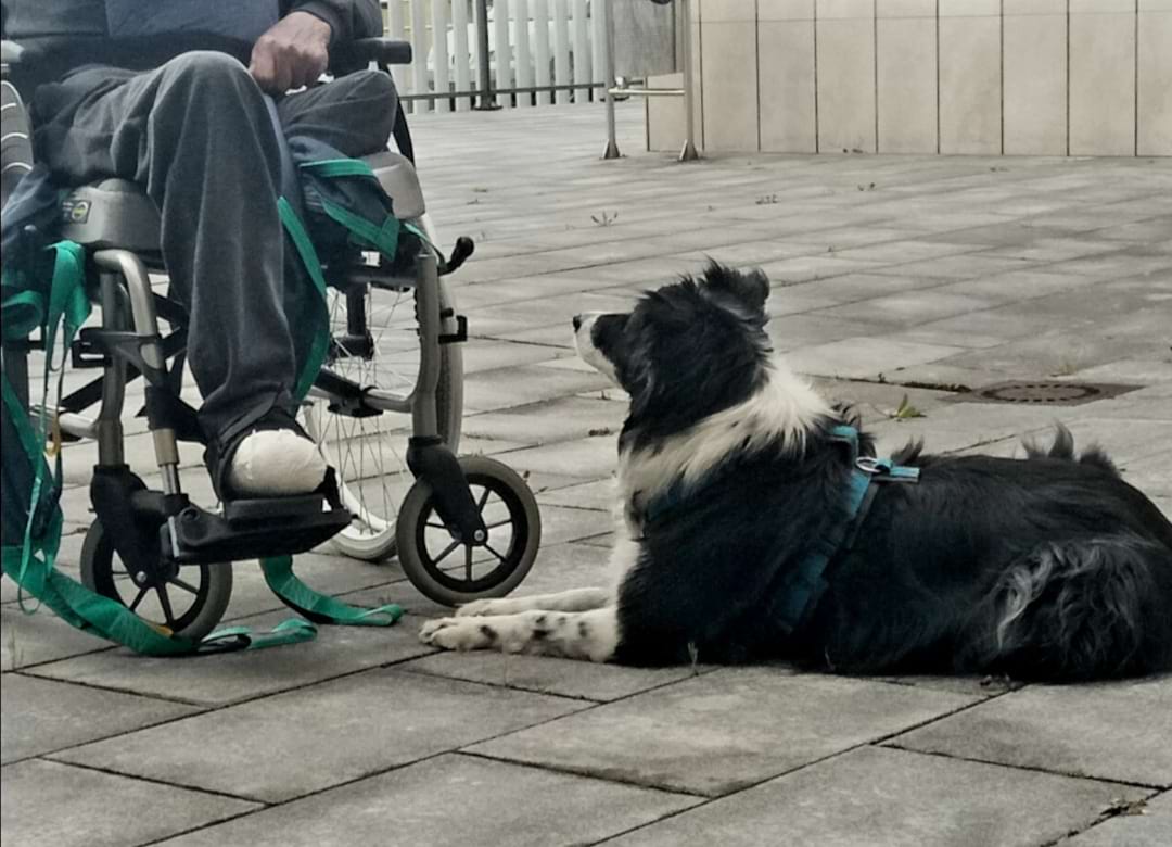 Perro junto a persona en silla de ruedas